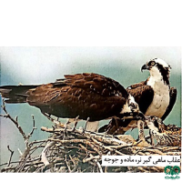 گونه عقاب ماهیگیر Osprey